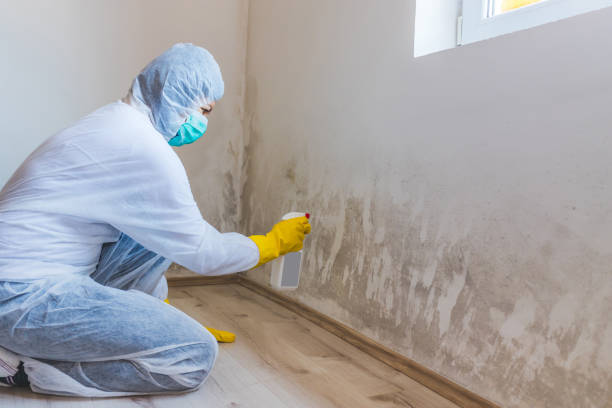 Licensed Black Mold Removal service in Glen Ridge, NJ - WQB Mold Removal