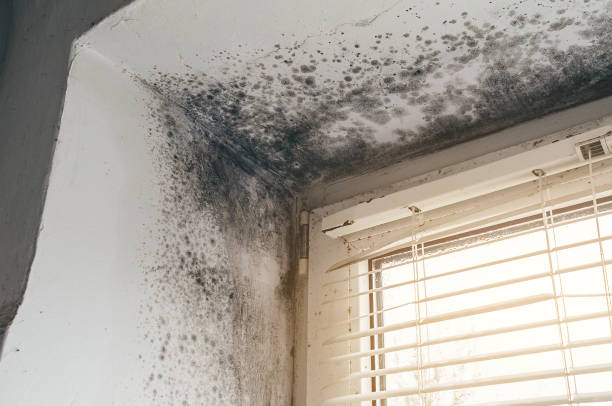 Affordable Black Mold Removal solutions in Glen Ridge, NJ